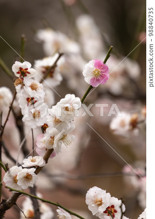 Scenery of plum blossoms in Genpei bloom Scenery of plum blossoms in Genpei bloom 98840735