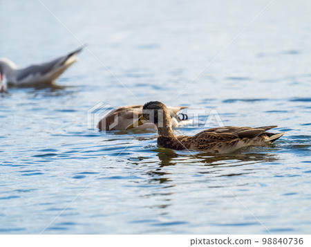 Mallard female Duck swims in the pond. Mallard female Duck swims in the pond. 98840736