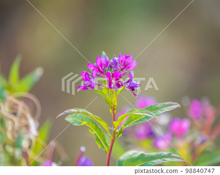 Flowers of Fireweed, Chamaenerion angostifolium on a sunny summer day 98840747