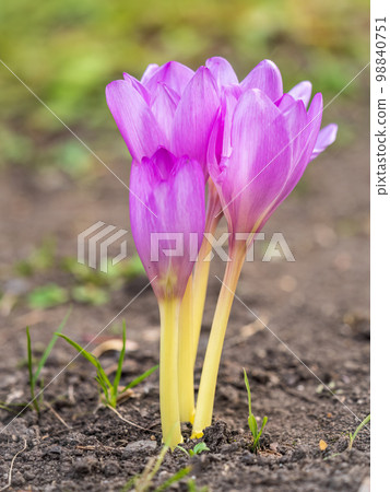 Autumn purple crocuses bloomed above the ground. Autumn purple crocuses bloomed above the ground. 98840751