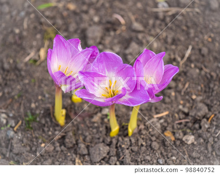 Autumn purple crocuses bloomed above the ground. Autumn purple crocuses bloomed above the ground. 98840752