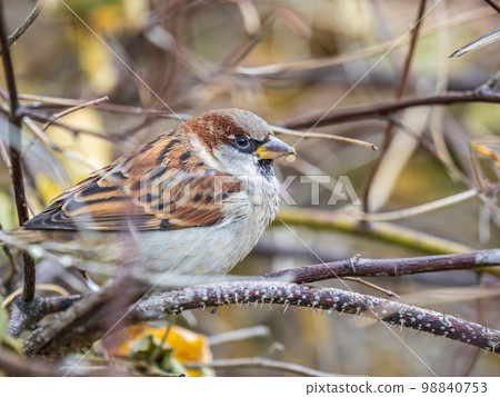 Sparrow sits on a branch without leaves. Sparrow sits on a branch without leaves. 98840753