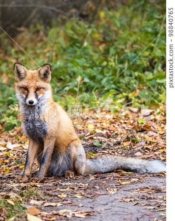 Close up of a red fox Vulpes vulpes, sitting on a path in the forest. Close up of a red fox Vulpes vulpes, sitting on a path in the forest. 98840765