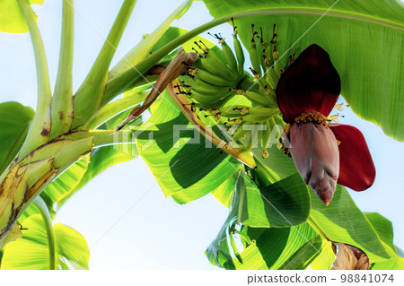 Banana of young on tree. Banana of young on tree. 98841074