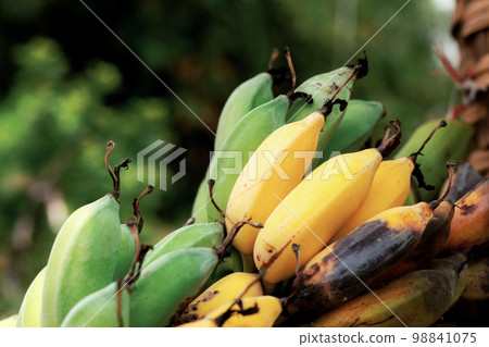 Banana ripe and rotten in farm. 98841075