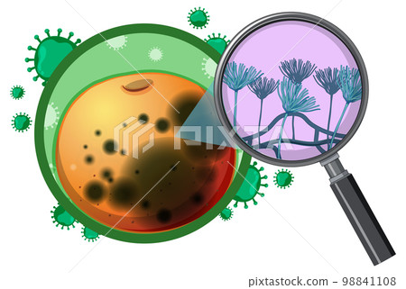 Structure and Physiology of orange Aspergillus Structure and Physiology of orange Aspergillus 98841108