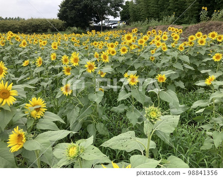 A lot of sunflowers in the Tokorozawa Sunflower Field in Mikashima, Tokorozawa City, Saitama Prefecture in mid-August. A lot of sunflowers in the Tokorozawa Sunflower Field in Mikashima, Tokorozawa City, Saitama Prefecture in mid-August. 98841356