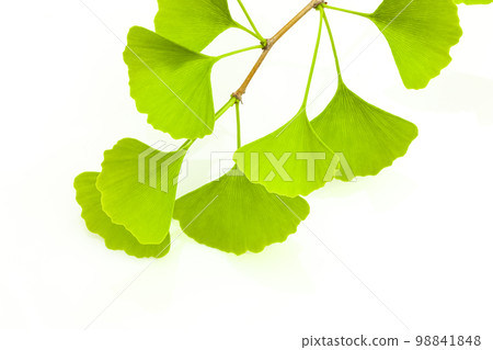 綠色銀杏葉 98841848