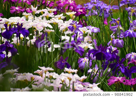 Full bloom of irises in iris field 98841902