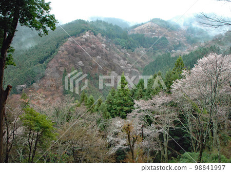 An image of spring: 1,000 wild cherry trees on Mt. Yoshino filled with spring haze 98841997