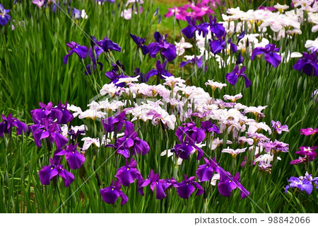 鳶尾花盛開 98842066