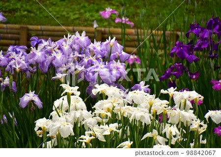 鳶尾花盛開 98842067