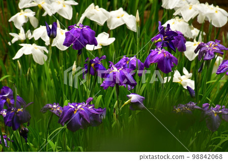 鳶尾花盛開 98842068
