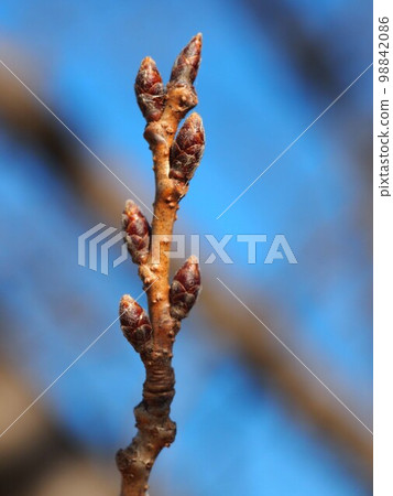 櫻花冬芽的特寫（冬天天空中的櫻花樹和朝陽） 98842086