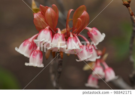 Hong Kong dumanthosis Hong Kong dumanthosis 98842171