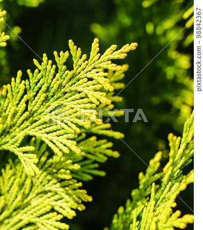 Close-up of a green yellow juniper branches. Natural background. High quality photo Close-up of a green yellow juniper branches. Natural background. High quality photo 98842367