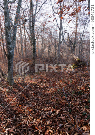 Fallen leaf carpet mountain road leading to the observatory (Lake Towada, Aomori Prefecture) Fallen leaf carpet mountain road leading to the observatory (Lake Towada, Aomori Prefecture) 98842721