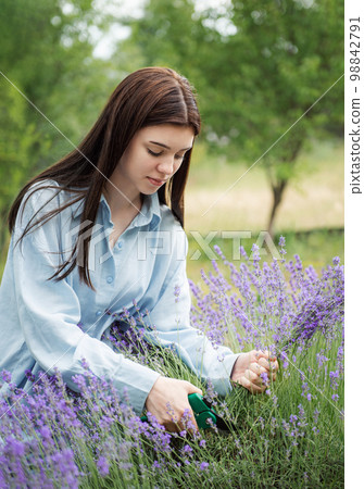 Young woman cutting bunches of lavender 98842791