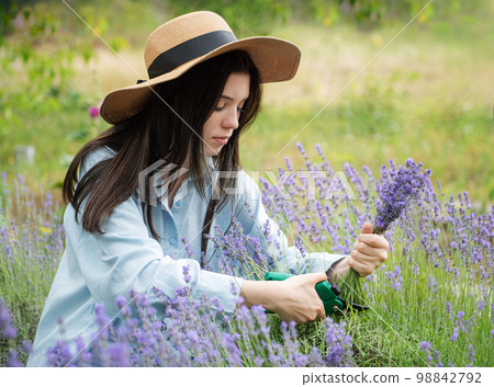 Young woman cutting bunches of lavender Young woman cutting bunches of lavender 98842792
