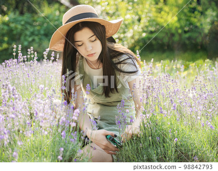 Young woman cutting bunches of lavender 98842793