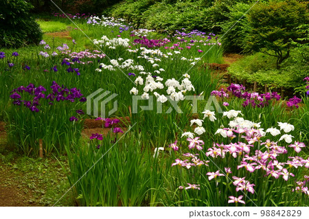 Full bloom of irises in iris field 98842829