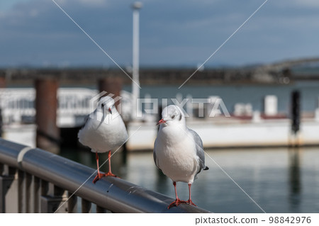 Black-headed Gull at Otsu Port 98842976
