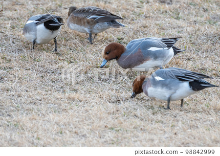 Eurasian Wigeon pecking grass on land on the shore of Lake Biwa Eurasian Wigeon pecking grass on land on the shore of Lake Biwa 98842999