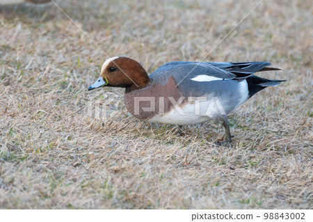  Wigeon 98843002