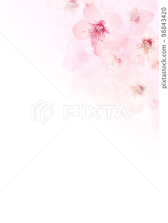 櫻花蒼白的春天顏色背景 98843420