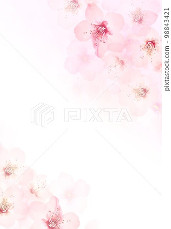Pale spring color background of cherry blossoms 98843421