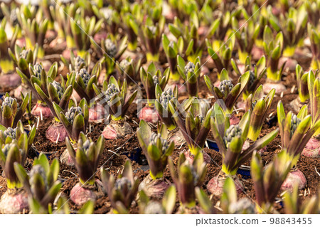 Field of spring flowers hyacinth 98843455