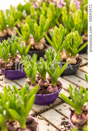 Hyacinth bulb with fresh leaves 98843471