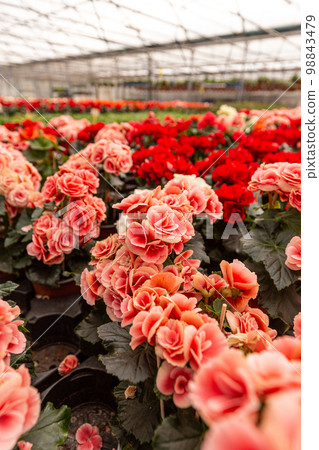 Begonia Elatior house plant Begonia Elatior house plant 98843479