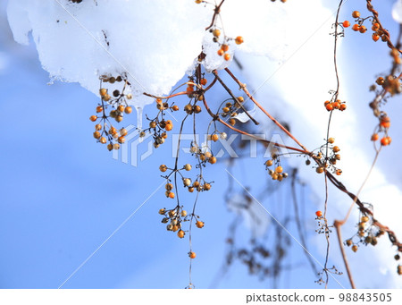 早豆花的種子 98843505