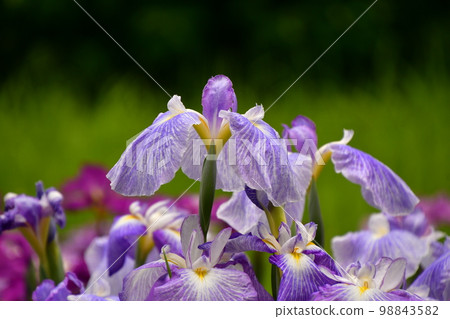 Full bloom of irises in iris field 98843582
