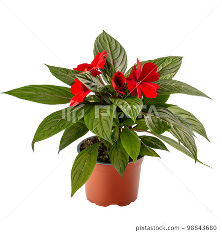 Impatiens walleriana or Zanzibar balsam 98843680