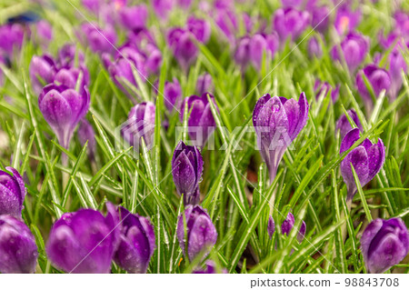 Spring crocus flowers Spring crocus flowers 98843708
