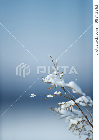 snow          98843863