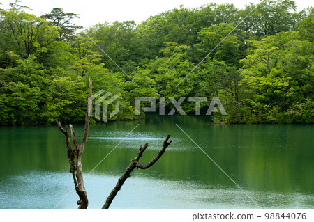 Wisteria flowers at Lake Juniko Tamaike (Fukaura Town, Aomori Prefecture) Wisteria flowers at Lake Juniko Tamaike (Fukaura Town, Aomori Prefecture) 98844076