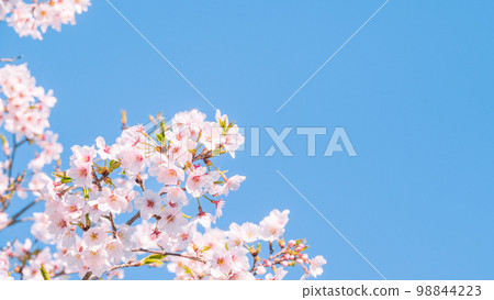 Cherry Blossoms	 98844223