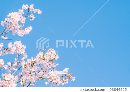 Cherry Blossoms	 98844225