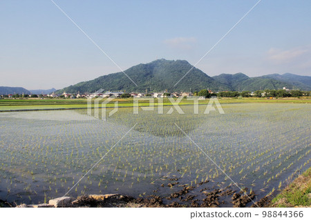 Morning view of paddy fields in early July (horizontal position) 98844366