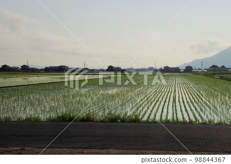 Morning view of paddy fields in early July (horizontal position) Morning view of paddy fields in early July (horizontal position) 98844367