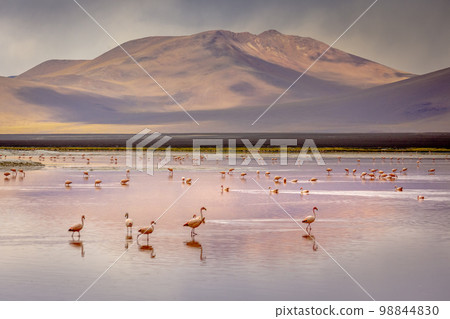 Laguna colorada, Red lake, with Flamingos and Volcanic landscape, Andes, Bolivia Laguna colorada, Red lake, with Flamingos and Volcanic landscape, Andes, Bolivia 98844830
