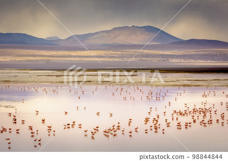 Laguna colorada, Red lake, with Flamingos and Volcanic landscape, Andes, Bolivia Laguna colorada, Red lake, with Flamingos and Volcanic landscape, Andes, Bolivia 98844844