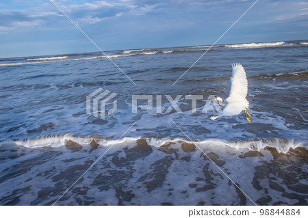 Heron egret flying on beach in Torres at evening, Rio Grande do Sul, Brazil Heron egret flying on beach in Torres at evening, Rio Grande do Sul, Brazil 98844884