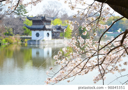 大阪鶴見綠地公園在春天 98845351