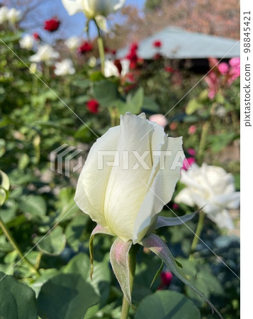 白玫瑰 98845421