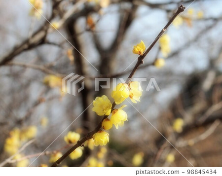 Japanese allspice scent 98845434