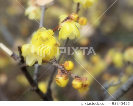 Wax plum in full bloom Wax plum in full bloom 98845435